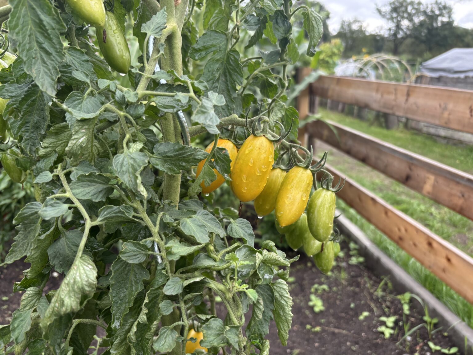 tomatenplant in de regen